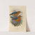 Geocichla Andamanensis, Geocichla Rubecula (1899-1902) by Henry Seebohm