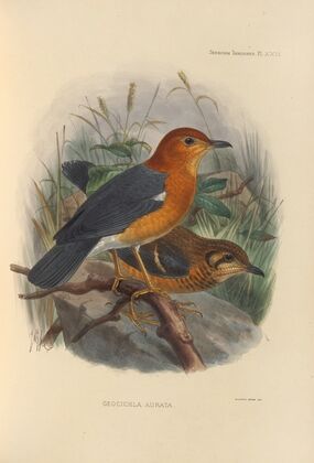 Geocichla Aurata (1899-1902)