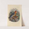 Geocichla Aurata (1899-1902) by Henry Seebohm