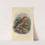 Geocichla Aurata (1899-1902) by Henry Seebohm