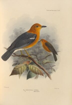 Geocichla Citrina, Geocichla Innotata (1899-1902)