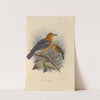 Geocichla Citrina, Geocichla Innotata (1899-1902) by Henry Seebohm