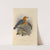 Geocichla Citrina, Geocichla Innotata (1899-1902) by Henry Seebohm