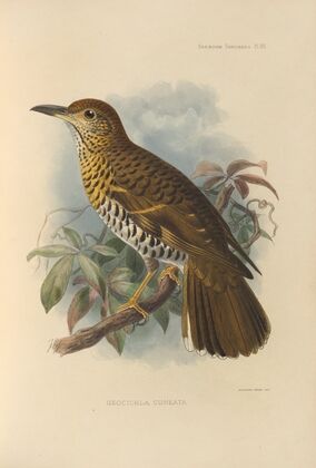 Geocichla Cuneata (1899-1902)