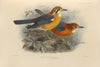 Geocichla Cyanonotus, Geocichla Albogularis (1899-1902)