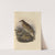 Geocichla Dauma, Geocichla Parvirostris (1899-1902) by Henry Seebohm