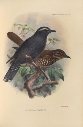 Geocichla Davisoni (1899-1902)