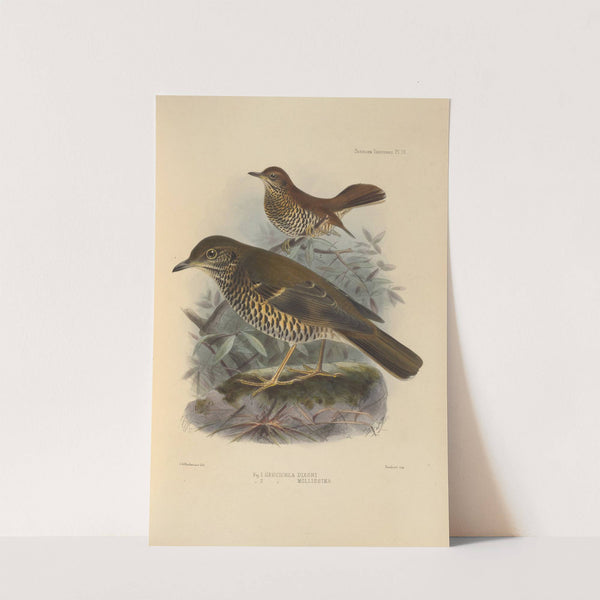 Geocichla Dixoni, Geocichla Mollissima (1899-1902) by Henry Seebohm