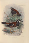 Geocichla Dohertyi (1899-1902)