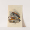 Geocichla Erythronota, Geocichla Peronii (1899-1902) by Henry Seebohm