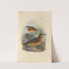 Geocichla Everetti (1899-1902) by Henry Seebohm