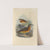 Geocichla Everetti (1899-1902) by Henry Seebohm