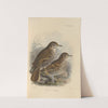 Geocichla Heinii, Geocichla Papuensis (1899-1902) by Henry Seebohm