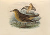 Geocichla Imbricata (1899-1902)
