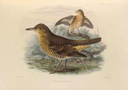 Geocichla Imbricata (1899-1902)
