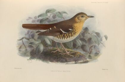 Geocichla Machiki (1899-1902)