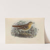 Geocichla Machiki (1899-1902) by Henry Seebohm