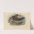 Geocichla Monticola (1899-1902) by Henry Seebohm