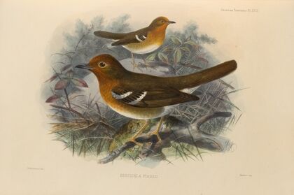 Geocichla Piaggii (1899-1902)