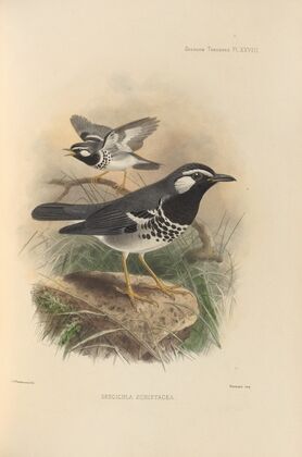 Geocichla Schistacea (1899-1902)