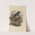 Geocichla Sibirica (1899-1902) by Henry Seebohm