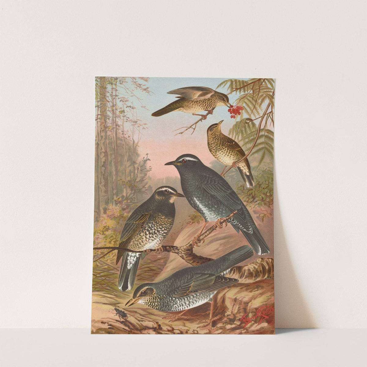 Geocichla sibirica by Johann Friedrich Naumann