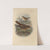 Geocichla Terrestris (1899-1902) by Henry Seebohm