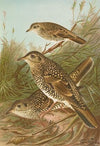 Geocichla varia, Geocichla dauma