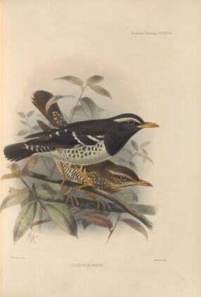 Geocichla Wardi (1899-1902)