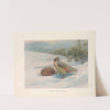 Geoffroy’s Blood Partridge (Ithagenes geoffroyi). (1918-1922) by George Edward Lodge