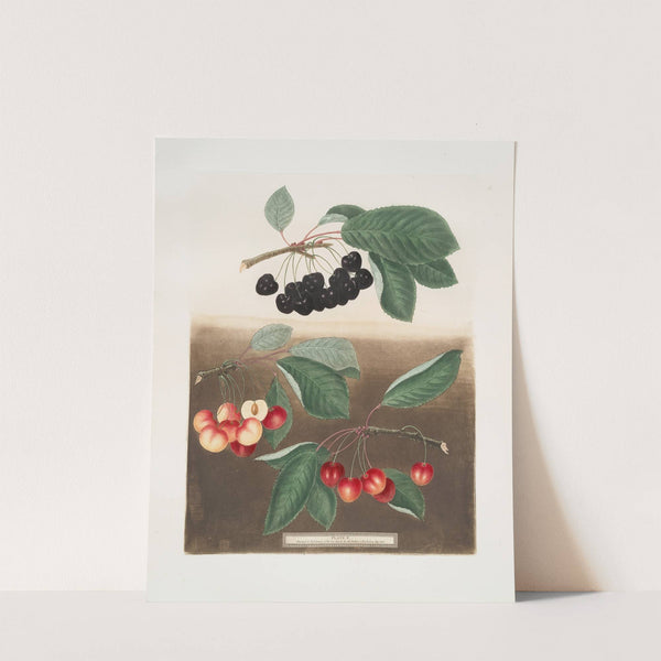 George the Second’s cherry, Groffien or Biggarou and the Harrison’s heart cherries. (1812) by George Brookshaw