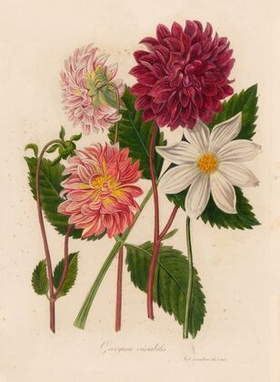 Georgina variabilis (1818-1824)
