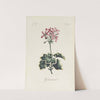 Geranium by Carington Bowles
