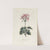Geranium by Carington Bowles