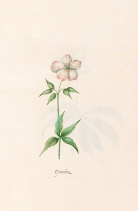 Geraniüm (1692)