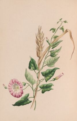 Geranium