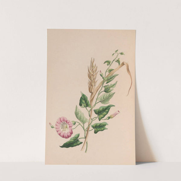 Geranium by John Stevens Henslow