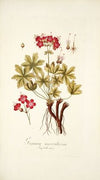 Geranium macrorrhizum