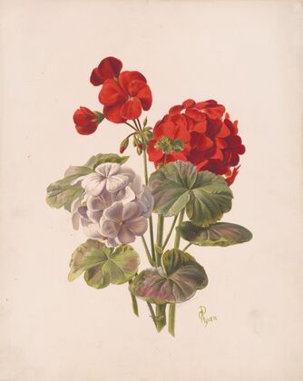 Geranium, no. 5 (1874)
