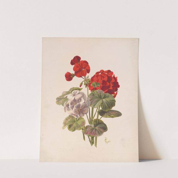 Geranium, no. 5 (1874) by Charles Ryan