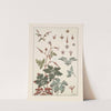 Geranium sauvage by Maurice Pillard Verneuil
