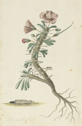 Geranium spinosum — size preview