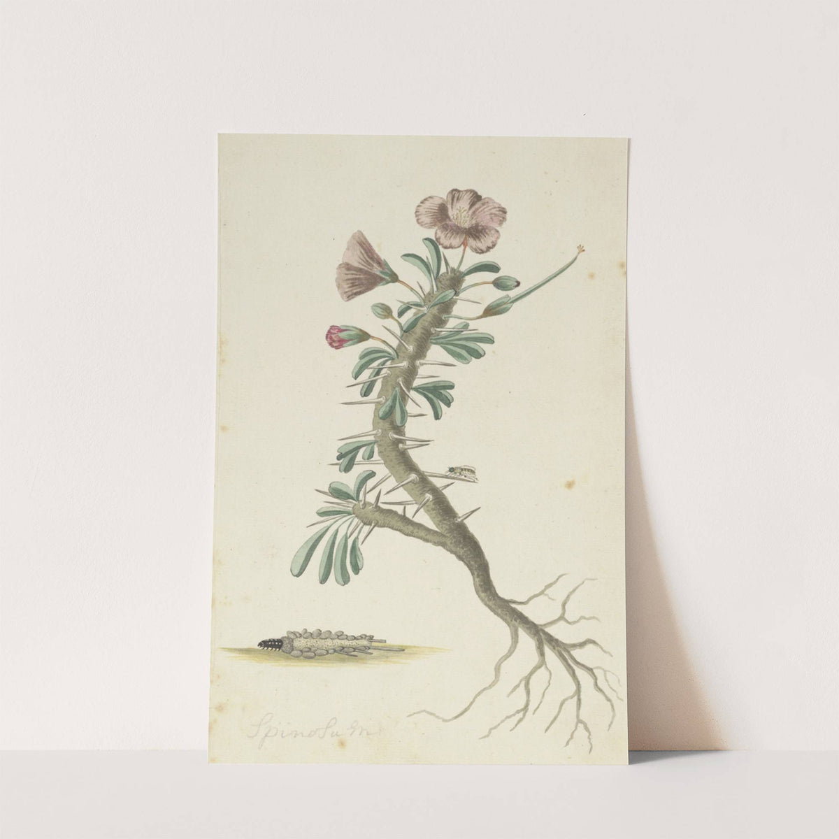 Geranium spinosum by Robert Jacob Gordon