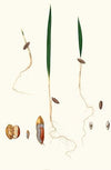 Germinazione del Dattero. [Date palm]