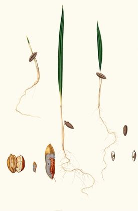 Germinazione del Dattero. [Date palm]