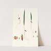 Germinazione del Dattero. [Date palm] by Giorgio Gallesio
