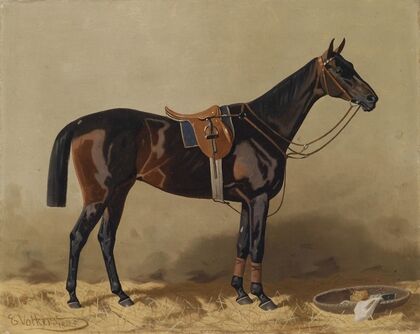Gesatteltes Sportpferd (1895)