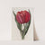 Gesner&#039;s Tulip by Sydenham Edwards