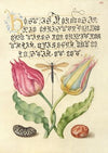 Gesner’sTulip, Ichneumon Fly, Kidney Bean, and Scarlet Runner Bean (1561–1596)