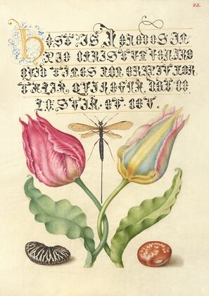 Gesner’sTulip, Ichneumon Fly, Kidney Bean, and Scarlet Runner Bean (1561–1596)
